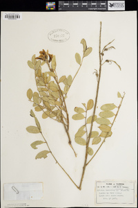 Sophora tomentosa image