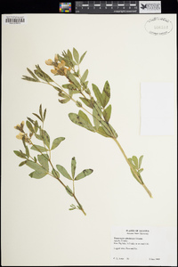 Thermopsis divaricarpa image