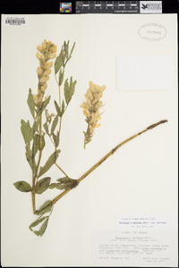 Thermopsis montana var. montana image