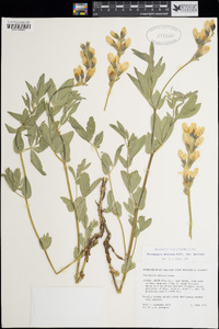 Thermopsis montana var. montana image