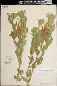 Thermopsis montana var. montana image