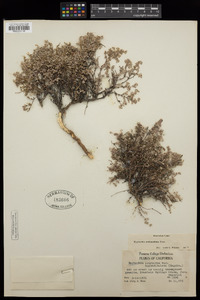 Chamaesyce melanadenia image