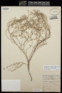 Chamaesyce melanadenia image