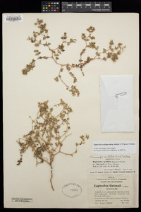 Euphorbia ocellata subsp. rattanii image