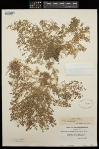 Euphorbia polycarpa image