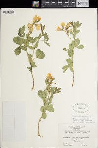 Thermopsis rhombifolia image