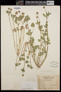 Trifolium ciliolatum image