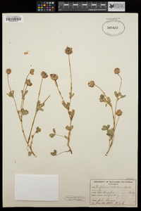 Trifolium ciliolatum image