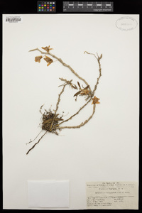 Dendrobium crepidatum image