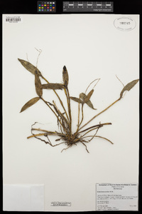 Image of Dendrobium aemulum