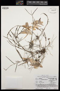 Image of Dendrobium falconeri