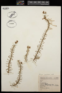 Dichaea squarrosa image