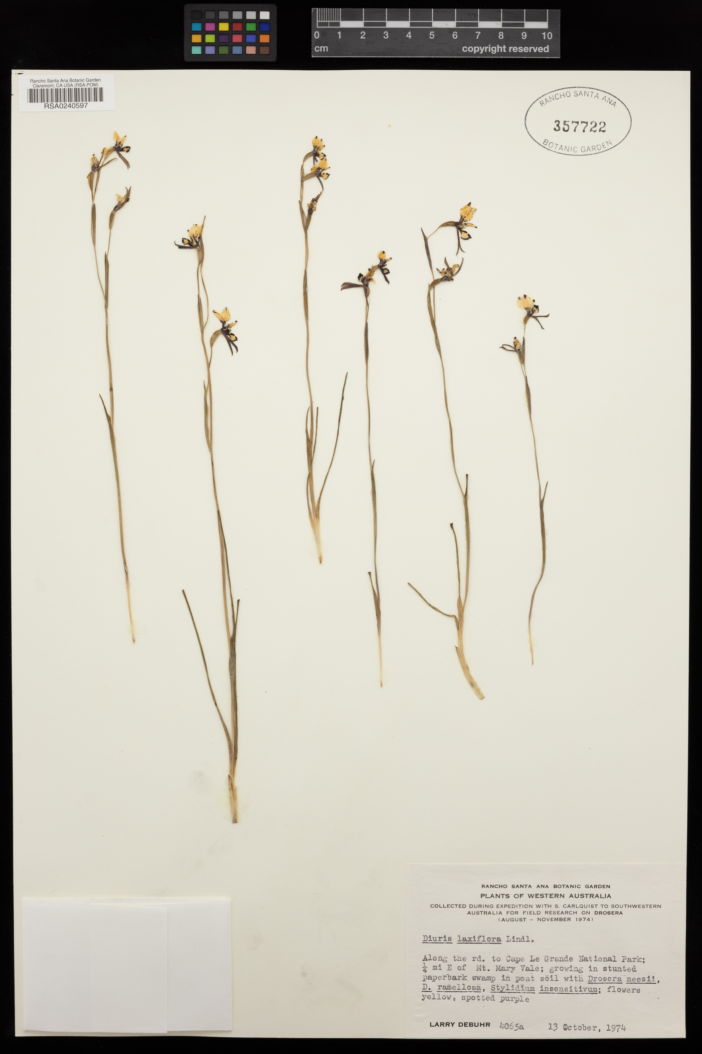 Diuris laxiflora image