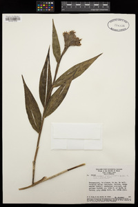 Image of Elleanthus brasiliensis