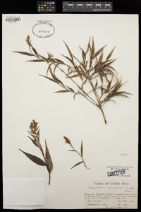 Image of Elleanthus aurantiacus