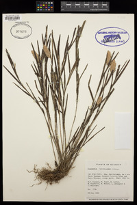 Image of Elleanthus isochiloides