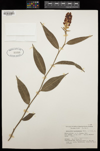 Image of Elleanthus hymenophorus