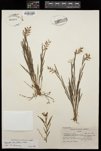 Image of Elleanthus fractiflexus
