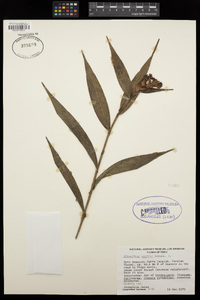 Image of Elleanthus conifer