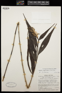 Image of Elleanthus longibracteatus