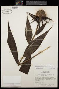 Image of Elleanthus cephalotus