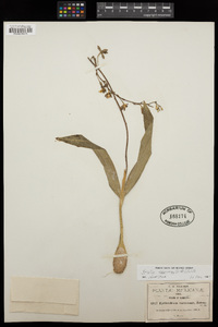 Encyclia varicosa image