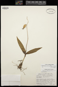 Prosthechea varicosa image