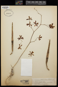 Epidendrum tampense image