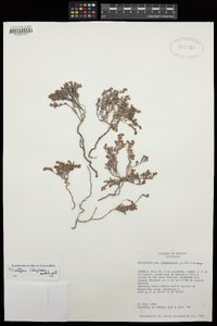 Euphorbia pueblensis image