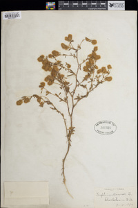 Trifolium arvense image