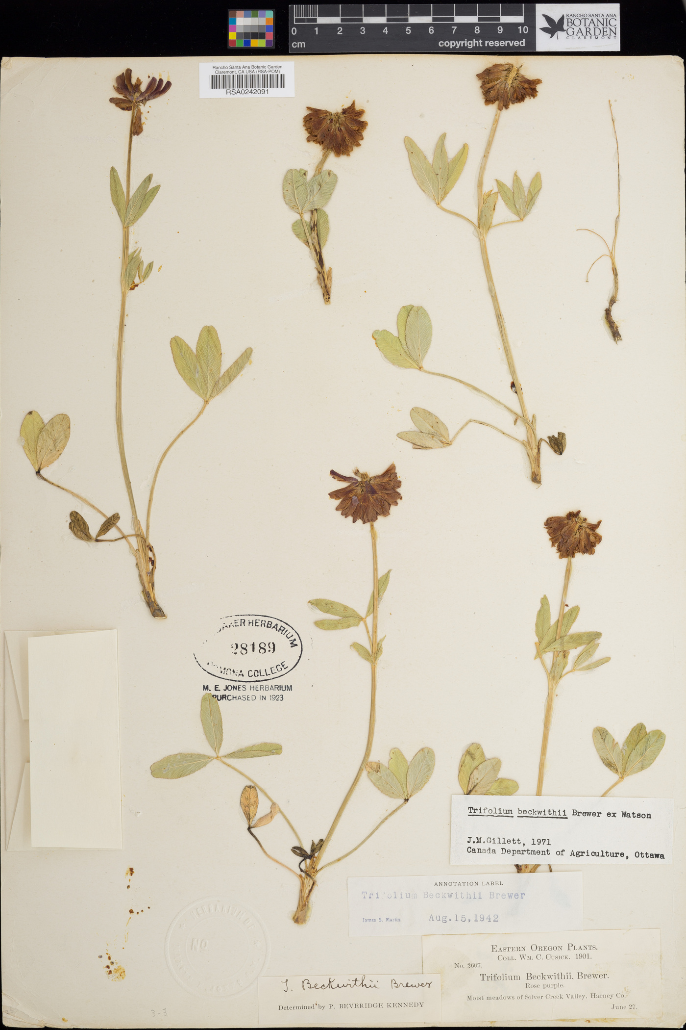 Trifolium beckwithii image