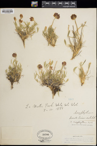 Trifolium dasyphyllum image