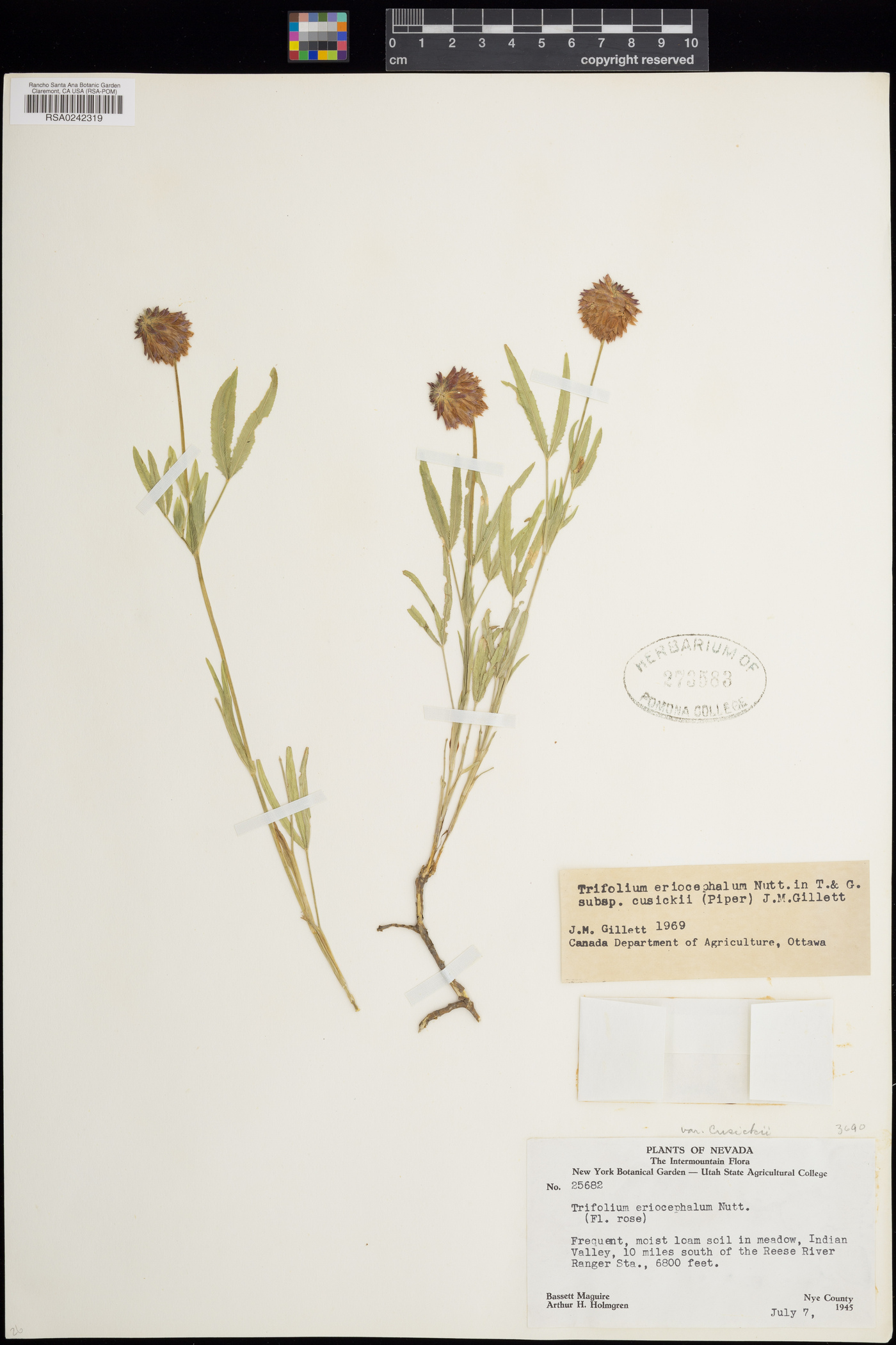 Trifolium eriocephalum subsp. cusickii image