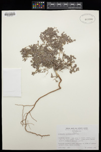 Euphorbia melanadenia image