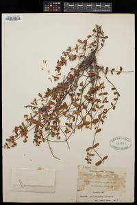Euphorbia peninsularis image