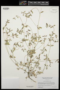 Euphorbia platysperma image