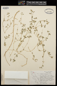 Chamaesyce platysperma image