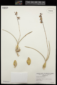 Encyclia alata image