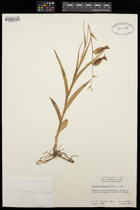 Epipactis gigantea image