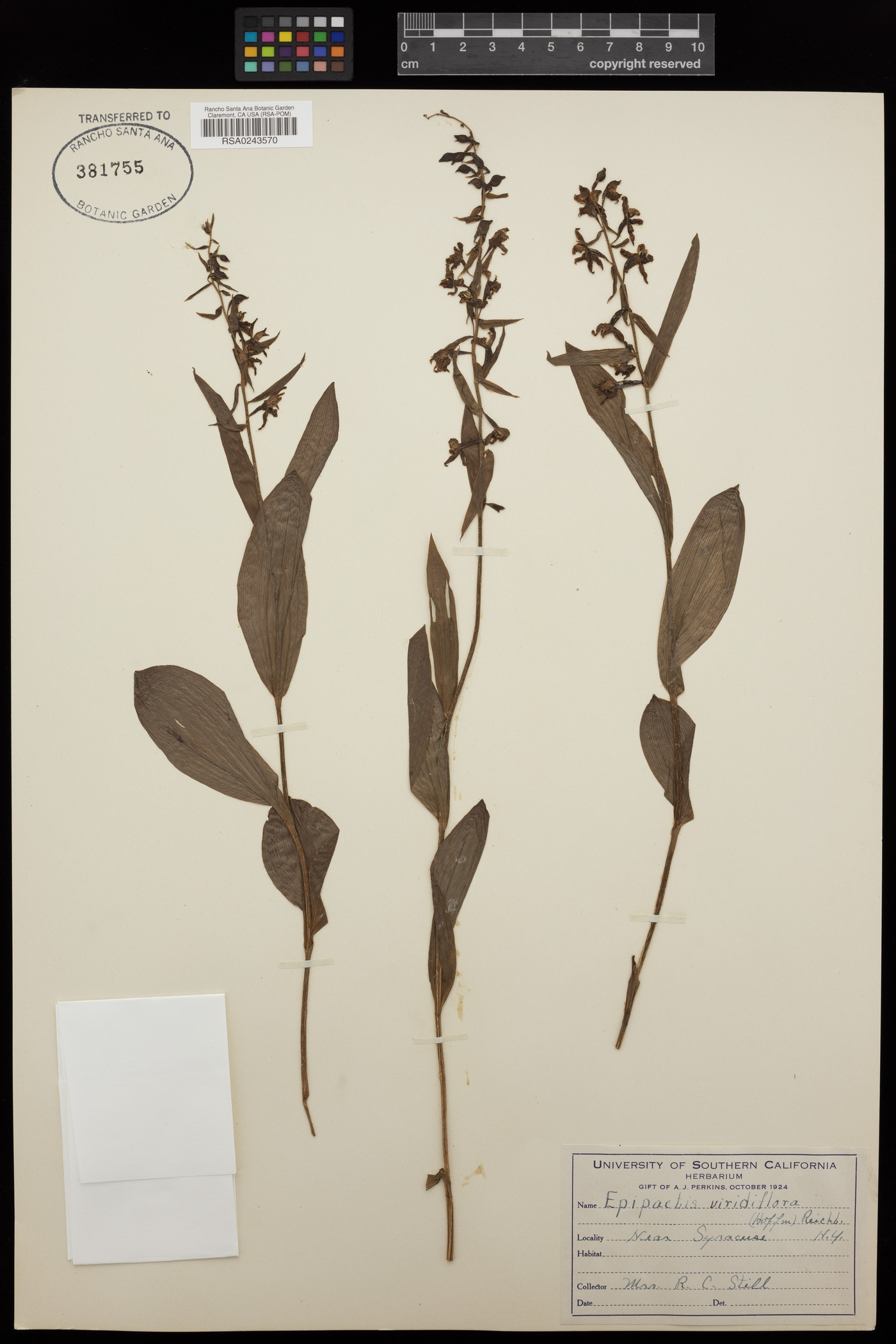 Epipactis viridiflora image