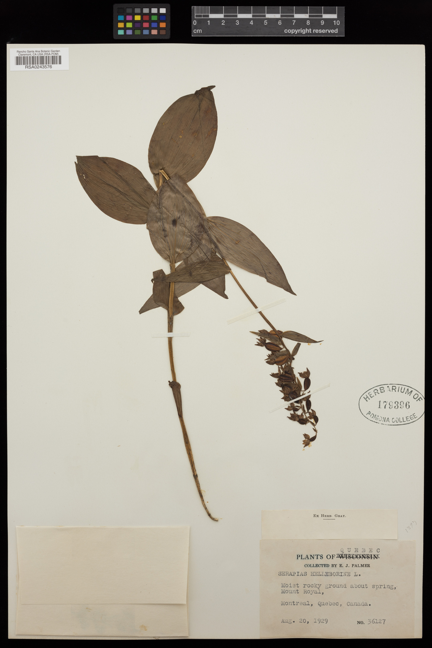 Epipactis helleborine image