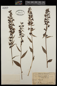 Epipactis purpurata image