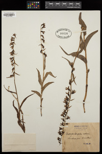 Epipactis latifolia image