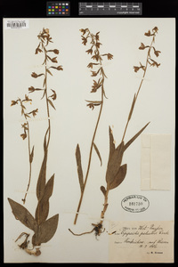 Epipactis palustris image