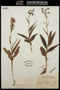 Epipactis palustris image