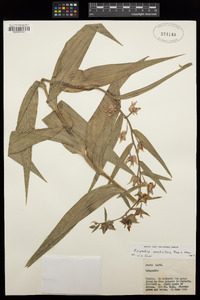 Epipactis veratrifolia image