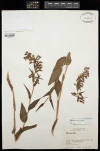 Image of Epipactis persica