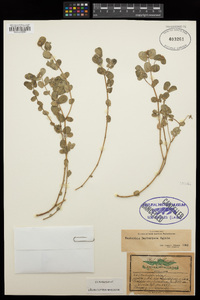 Euphorbia berteriana image