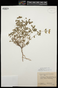 Euphorbia berteriana image
