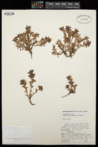 Euphorbia densiflora image